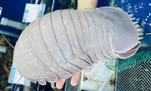 Bọ biển vượt giá tôm hùm, thành hải sản xa xỉ