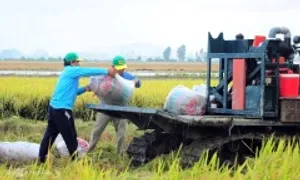 Trồng trọt sẽ giảm ít nhất 15% phát thải khí nhà kính đến 2035